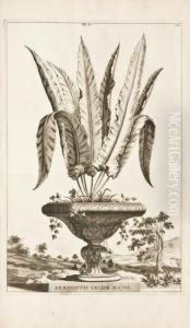 Phytographia Curiosa by Abraham Munting