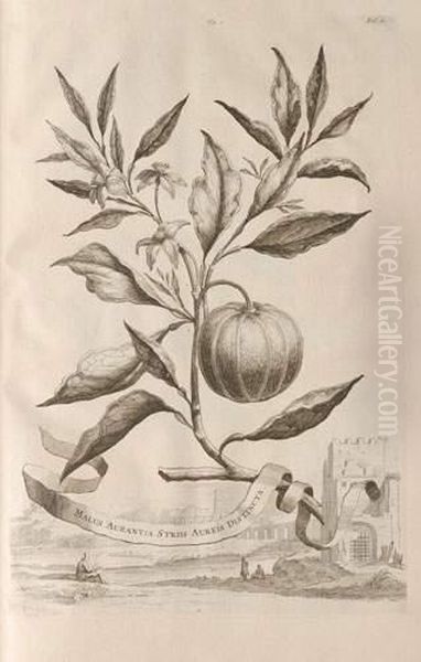 Nauwkeurige Beschryving Der Aardgewassen, Waarin De Veelerley Aarten Bijzondere Eigenschappen Der Boomen, Heesters, Kruyden, Bloemen Utrecht Et Leyden, Pieter Et Halma, 1696 ; In-folio De [20] Ff., 465 Ff. Avec Texte Sur Deux Colonnes, Numerotees 1 A 930 - view 1