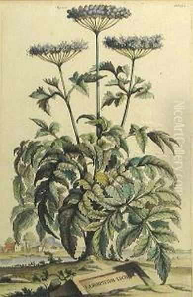 Two Botanicals: Canella Arbor Sylvestris, Fig. 22, Fol. 120; Laserpitium Lucidum, Fig. 100, Fol. 332, From Nauwkeurige Beschryving Der Aardgewassen, Waar In De Veelerley Aart En Bijzondere Eigenschappen Der Boomen, Heesters, Kruyden, Bloemen (n. Bbi 142 - view 1