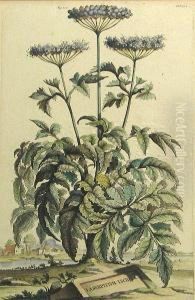 Two Botanicals: Canella Arbor Sylvestris, Fig. 22, Fol. 120; Laserpitium Lucidum, Fig. 100, Fol. 332, From Nauwkeurige Beschryving Der Aardgewassen, Waar In De Veelerley Aart En Bijzondere Eigenschappen Der Boomen, Heesters, Kruyden, Bloemen (n. Bbi 142 by Abraham Munting
