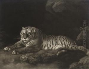 A Tigress by John Murphy