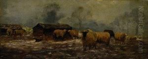 Sheep By Feeder