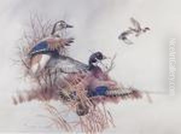 Ducks - view 1