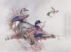 Ducks by Charles Murray