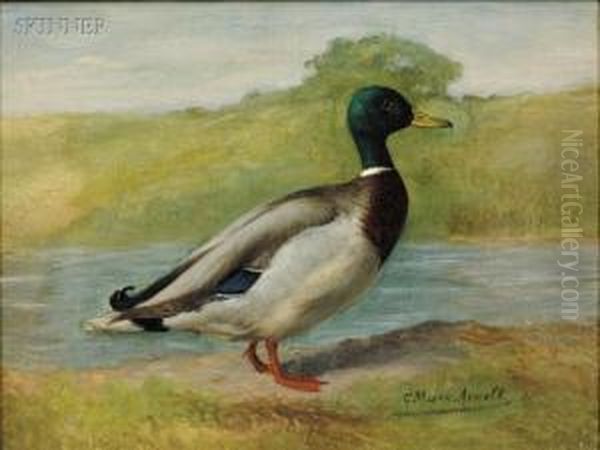 Mallard - view 1
