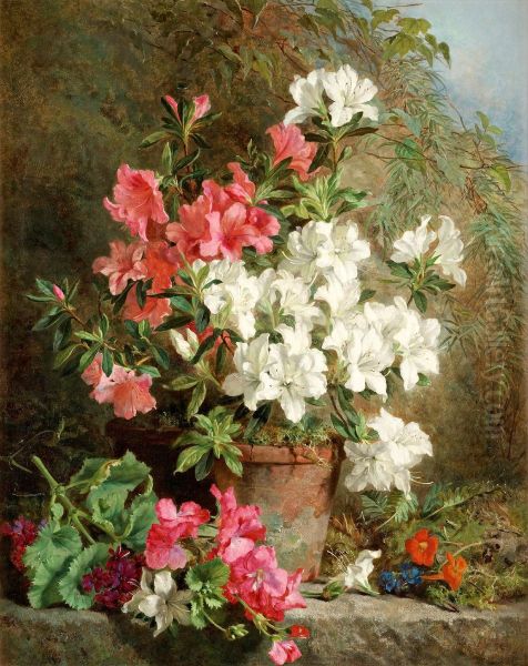 Azaleas - view 1