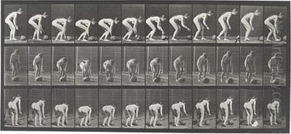 Animal Locomotion - view 1