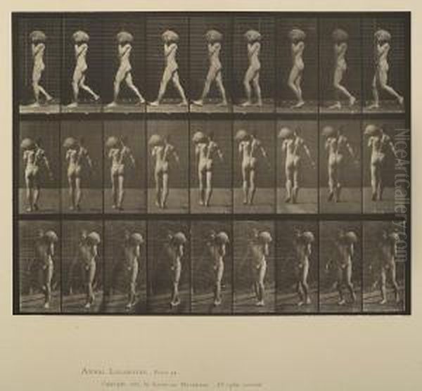 Selected Plates, From Animal Locomotion - view 1
