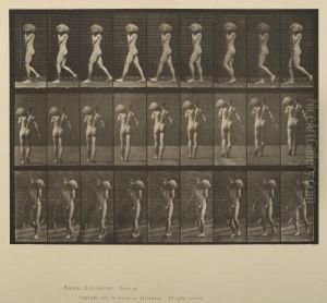 Selected Plates, From Animal Locomotion by Eadweard Muybridge
