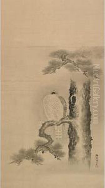 Falcon And Pine - view 1