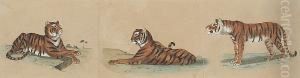 Red Fox; Morgan Or Thoroughbred Horse; Sketch Of Three Tigers (a Group Of Three) by Charles Christian Nahl