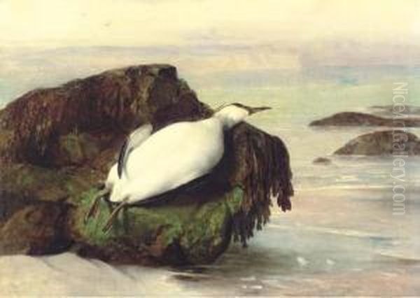A Dead Seabird, Shanklin, Isle Of Wight - view 1