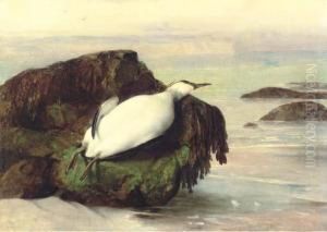 A Dead Seabird, Shanklin, Isle Of Wight A Dead Seabird, Shanklin, Isle Of Wight