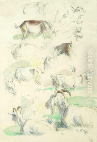 An Anatomical Study Of A Goat - view 1