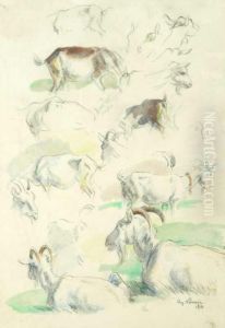 An Anatomical Study Of A Goat An Anatomical Study Of A Goat