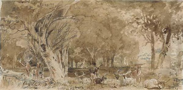 Deer Resting In The Shade - view 1