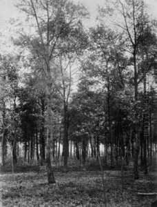 Waldstuck by Adolphe L. Neyt