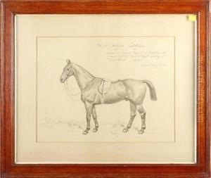 Mr W J Hollick's 'laddie' Mr W J Hollick's 'laddie'