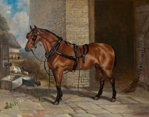 'big Red' In Harness