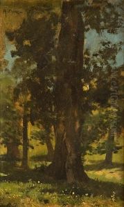 Bosco by Arturo Noci