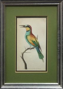 Tropicalbirds by Frederick P. Nodder