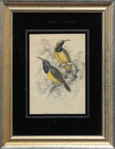 Birds by Frederick P. Nodder