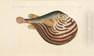 Ichthyological Studies by Frederick P. Nodder
