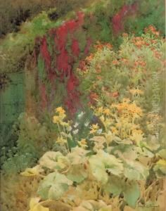 Flame Flower [tropaeolum Speciosum] And Summer Ragwort [senecio Clivorum] In A Herbaceous Border by Hugh L. Norris