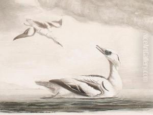 Study Of Smews by Samuel Northcote