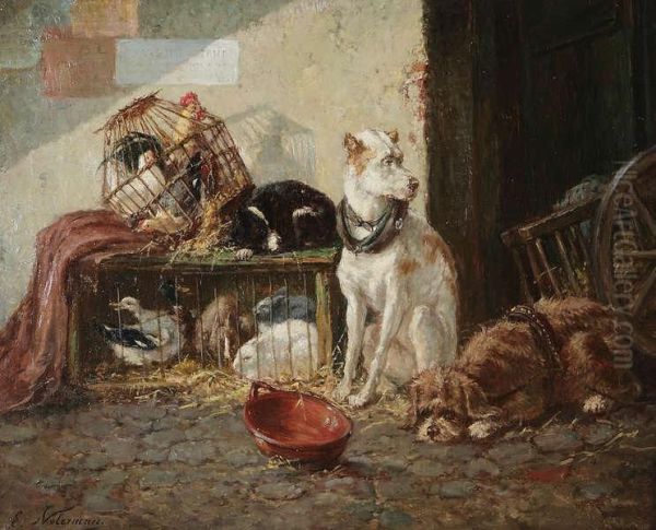 Honden, Konijnen En Kippen. - view 1