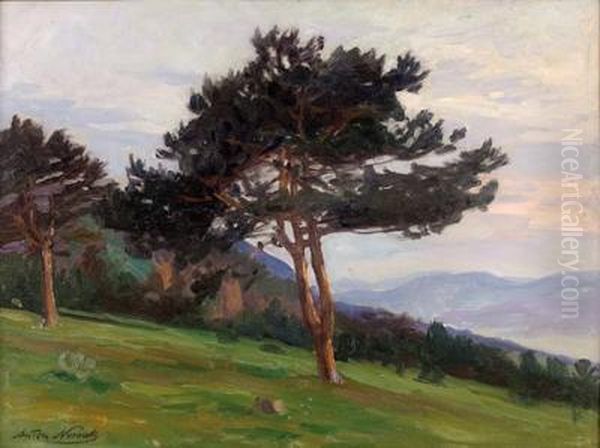 Schirmfohre - view 1