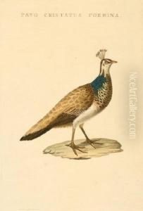 Pavo Cristatus Foemina