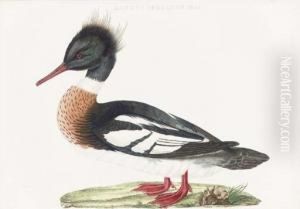 Nederlandsche Vogelen: Six Plates by Cornelius Nozeman