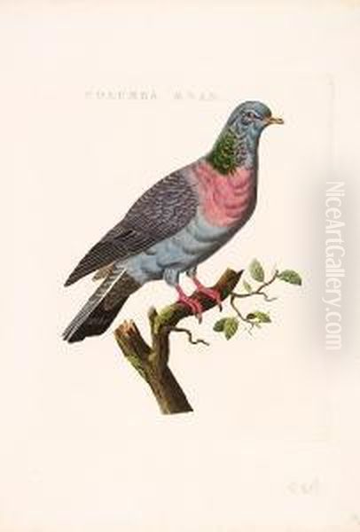 A Set Of Seven Engravings Depicting Pigeons, [extracted From - view 1