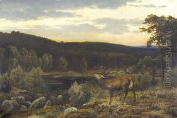 Abend In Der Mark Mit Brunfthirsch - view 1