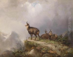 Chamois