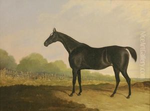 A Black Horse With White Star In Alandscape