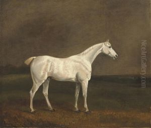 A White Stallion In A Landscape