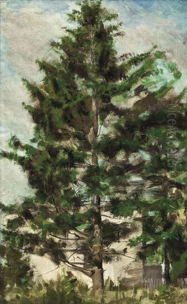 Study Of A Spruce - view 1