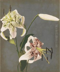 Set Of Fifteen Full Plate Colour Collotypes by Kasumasa Ogawa