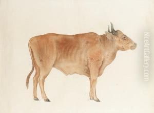 A Study Of An Ox by Ichigaku Okubo