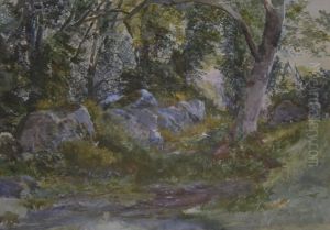 A Woodland Clearing A Woodland Clearing