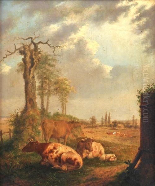 Cattle Resting - view 1