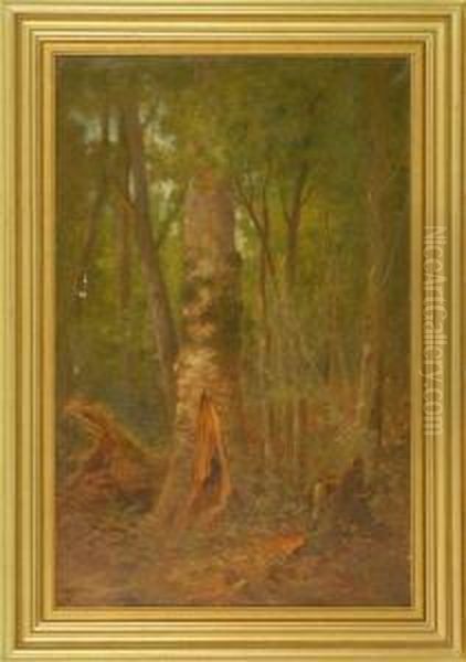 Forest Interior - view 1