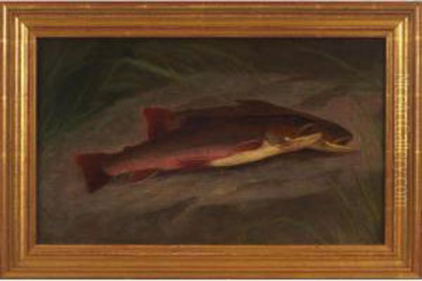 Fish - view 1