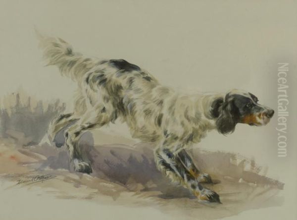 A Setter At Work - view 1