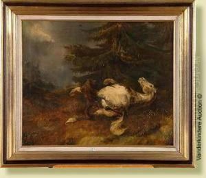 Cheval Attaque Par Un Loup Cheval Attaque Par Un Loup