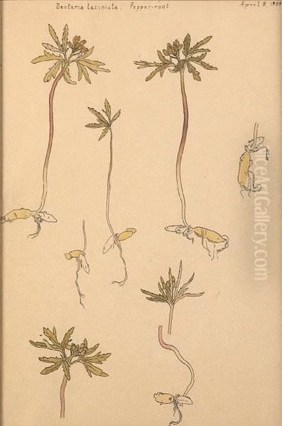 Three Plant Drawings - view 1