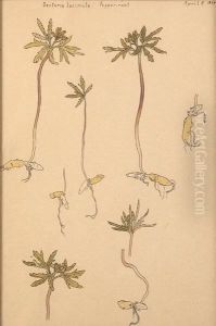 Three Plant Drawings by Hannah Borger Overbeck