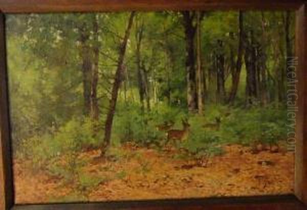 Chevreuils Dans La Foret - view 1
